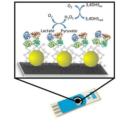 Desarrollan un biosensor para la determinación directa de lactato en alimentos Desarrollan un biosensor para la determinación directa de lactato en alimentos
