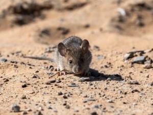 20230328_raton_