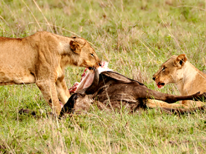 Noti4