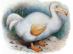 Desvelada la vida secreta de los dodos, los pájaros bobos
