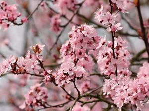 Almendro en flor
