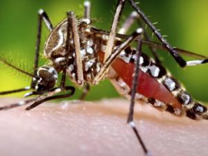Científicos del CSIC desarrollan una nueva vacuna contra el virus del Zika