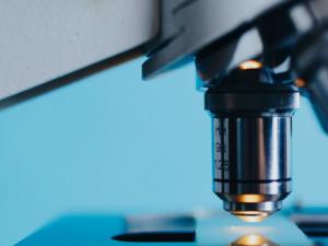 Crean minirriñones a partir de células madre humanas