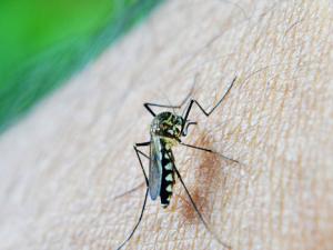 En pruebas un test de saliva que identifica a los portadores de malaria