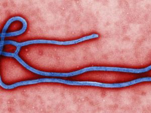 Virión del virus del Ébola. / CDC/Cynthia Goldsmith (WIKIMEDIA)