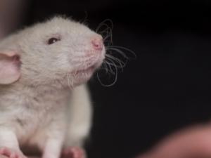 rat-g7d68ddb27_12