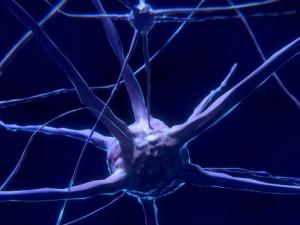 Logran reproducir in vitro funciones cerebrales complejas