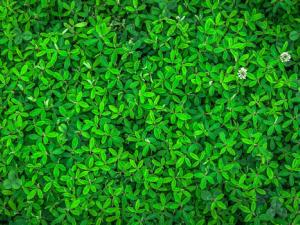 Cómo generar plantas resistentes a la sequía sin perjudicar a su crecimiento