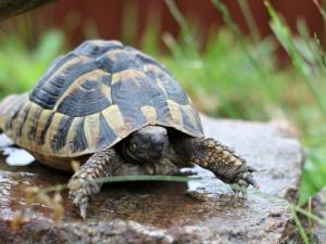 turtle-gf32d856b1_