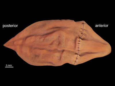 Vista dorsal de <i>Xenoturbella churrro</i>. Localidad: EE.UU. / Greg Rouse 