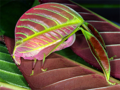 Hembra de <i>Eulophophyllum kirki</i>